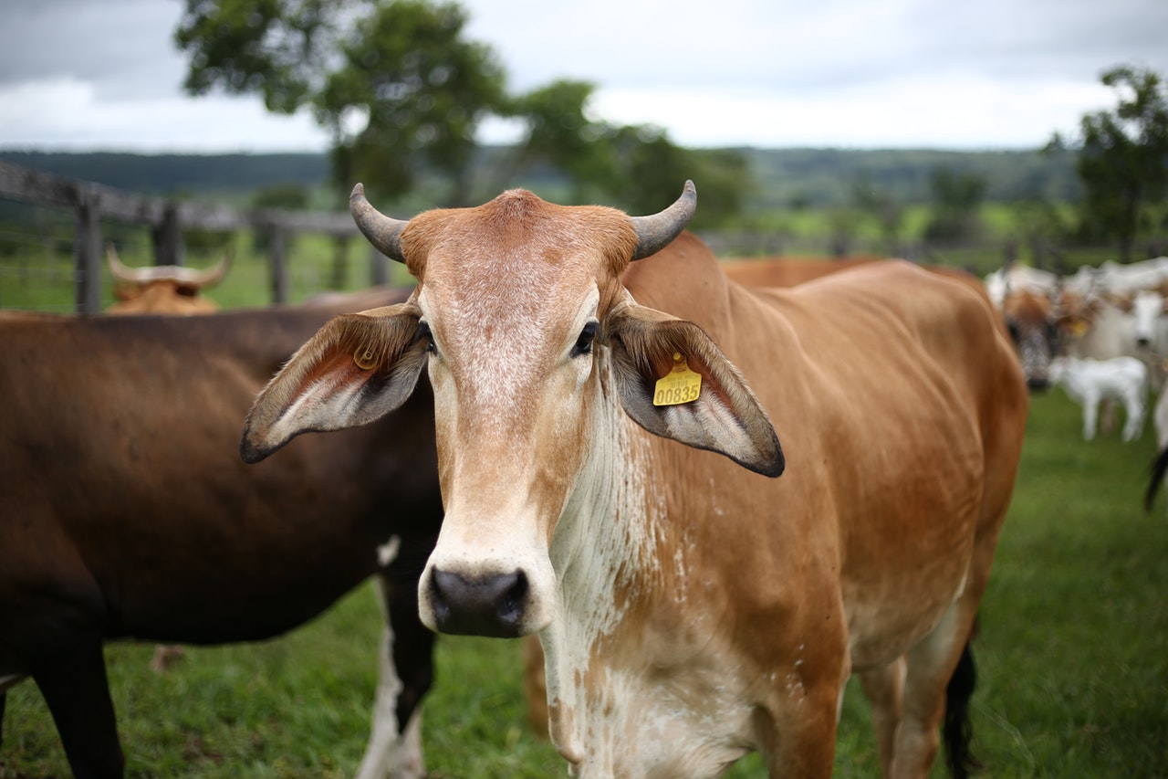 Két héten belül célszerű igényelni az agrárbiztosítási díjtámogatást